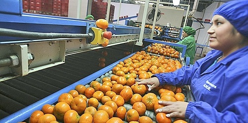 Agro exportaciones superarán los US$ 6,000 millones