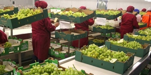 Agro exportaciones peruanas superarán los US$ 6,000 millones.