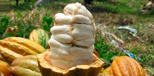 Cacaoteros de Paimas-Ayabaca cuentan con planta de procesamiento.
