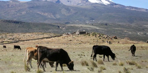 Minagri aprobó Plan Nacional de Desarrollo Ganadero 2017-2027