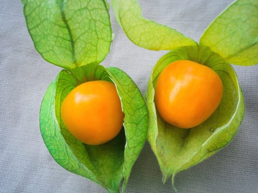 PRODUCTORES DE FRUTALES (Aguaymanto)