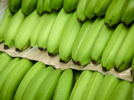 VALLE DEL CHIRA (Banano orgánico)