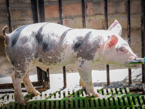 SAN ISIDRO LABRADOR (Porcino)