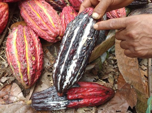 MUJERES TECNÓLOGAS (Cacao)