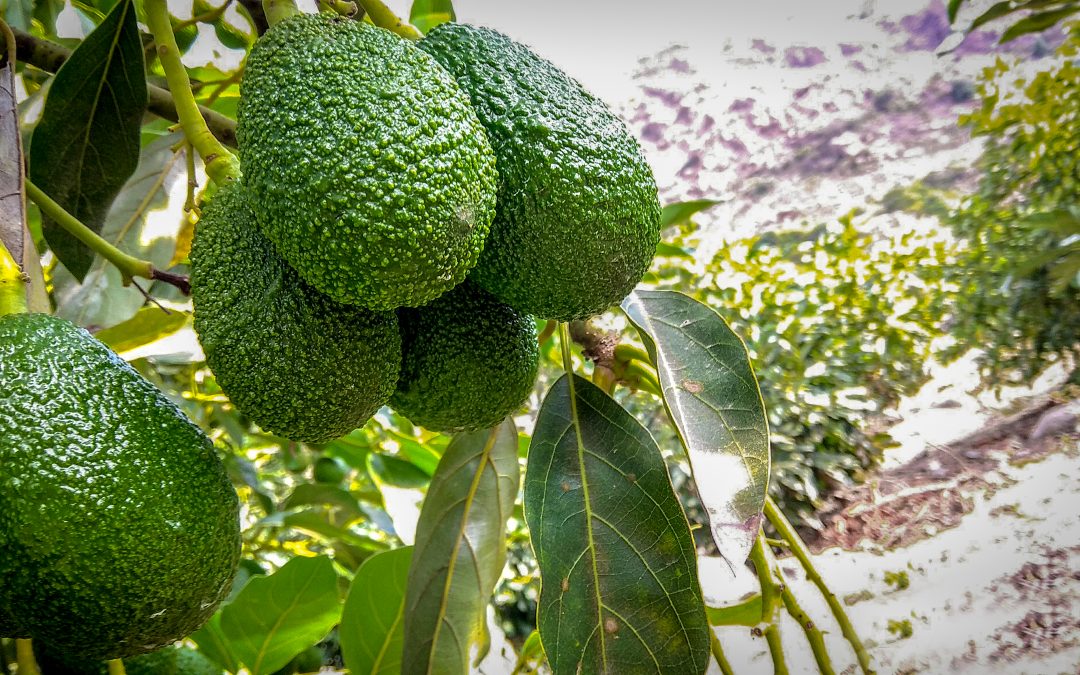 ORGÁNICOS CHIMÚ (Palta Hass)