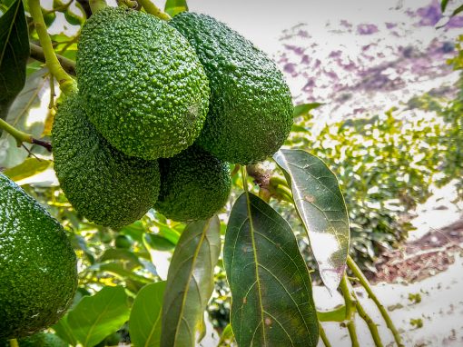ORGÁNICOS CHIMÚ (Palta Hass)