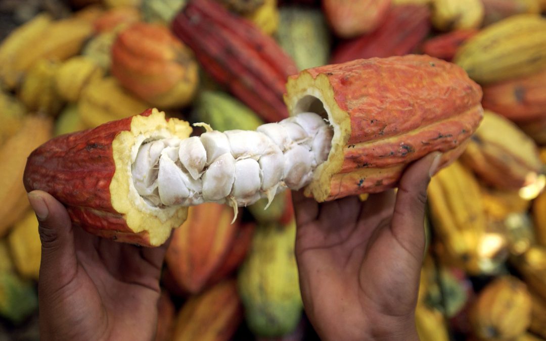 COOPERATIVA AGROINDUSTRIAL (Cacao)