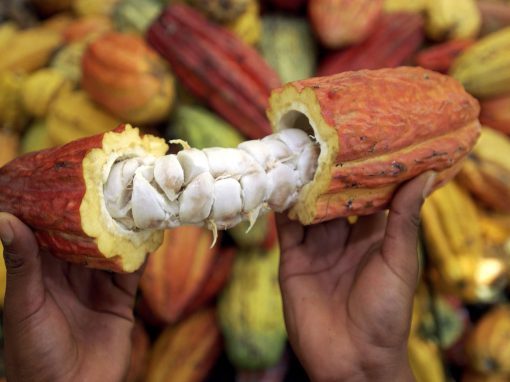 COOPERATIVA AGROINDUSTRIAL (Cacao)