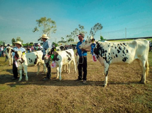 LAGUNAS (Leche)
