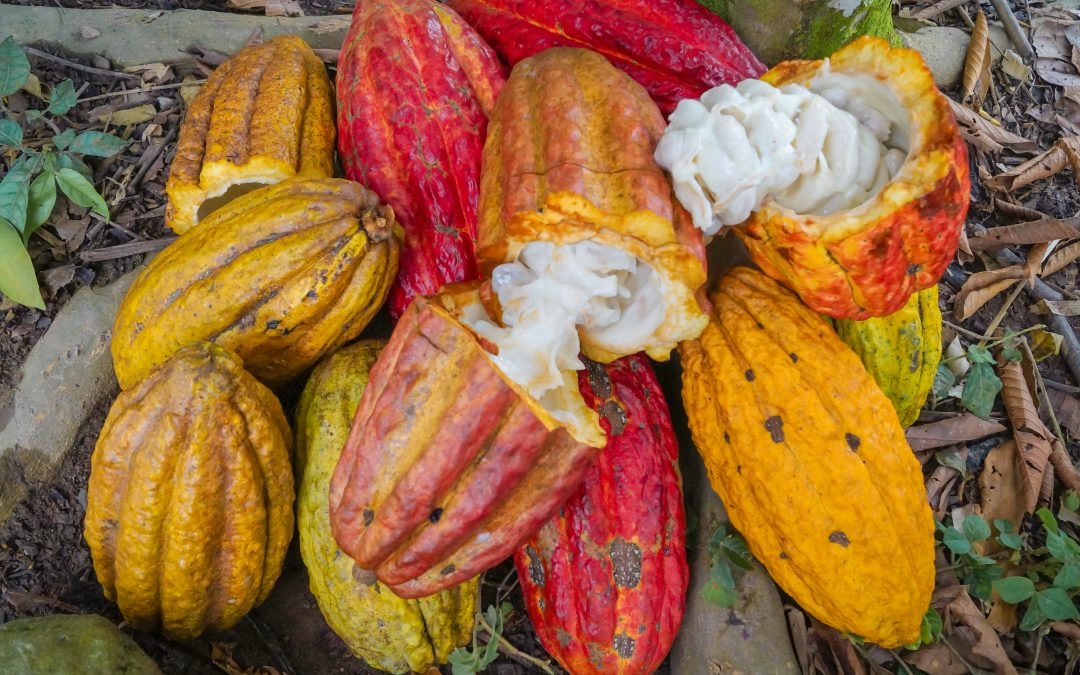 WARMI TSINANI (Cacao)