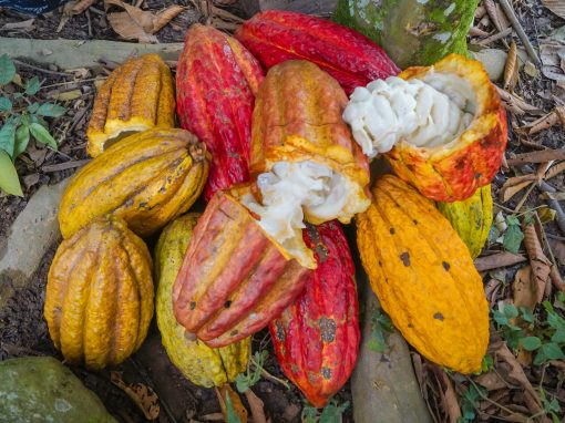 WARMI TSINANI (Cacao)