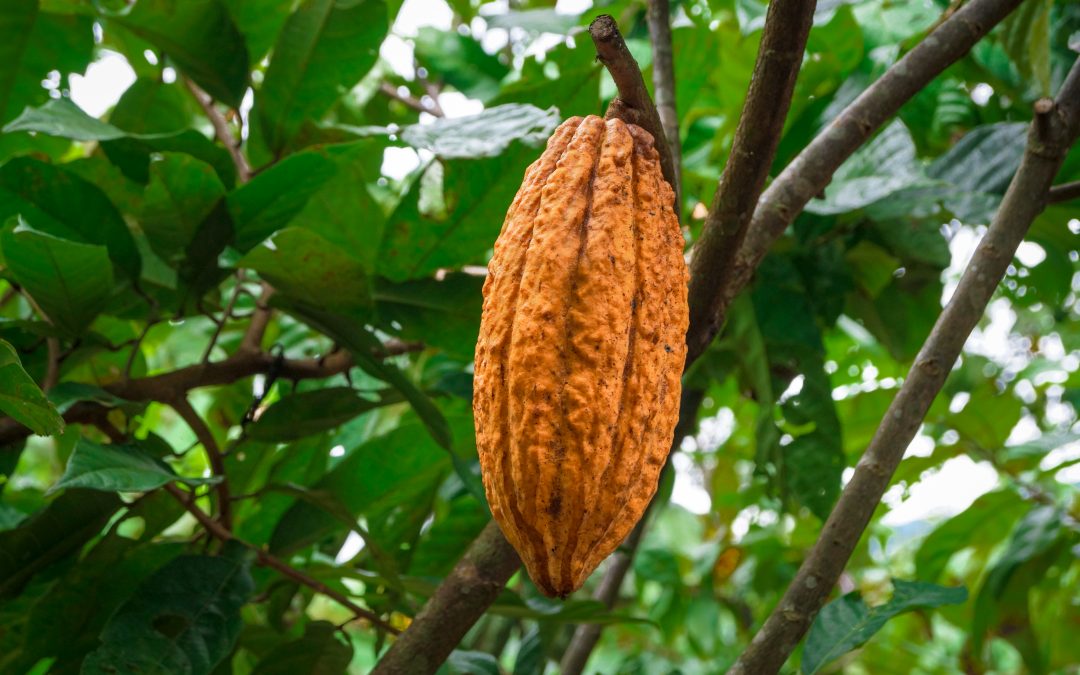 NUEVO PROGRESO (Cacao)