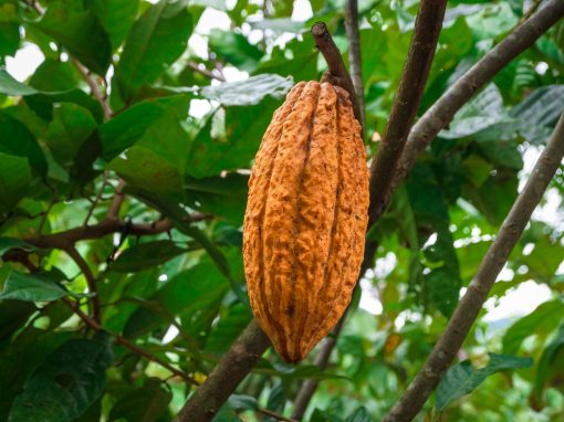 NUEVO PROGRESO (Cacao)