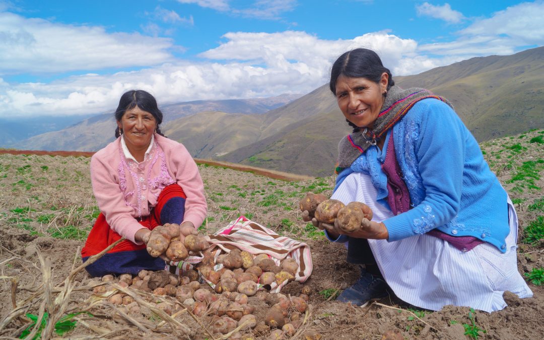 Con una inversión de S/13.9 millones, MINAGRI mejoró las capacidades productivas de más de 1400 productores de papa