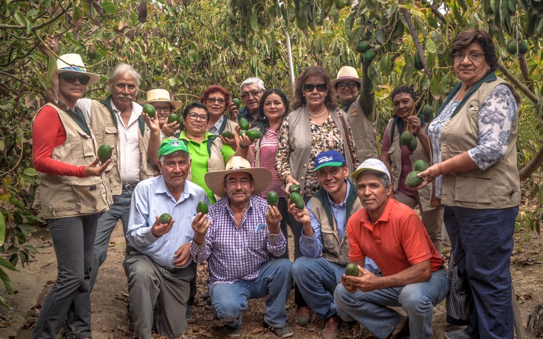 Productores arequipeños de palta hass cuadruplicaron su producción en tres años