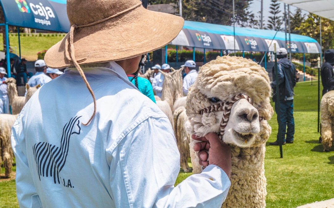 MINAGRI mejorará rentabilidad de asociaciones alpaqueras, a través de Planes de Negocio, en Cusco y Puno