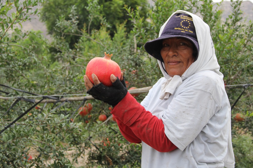 Asociaciones productoras son ejemplo de superación en medio de la pandemia