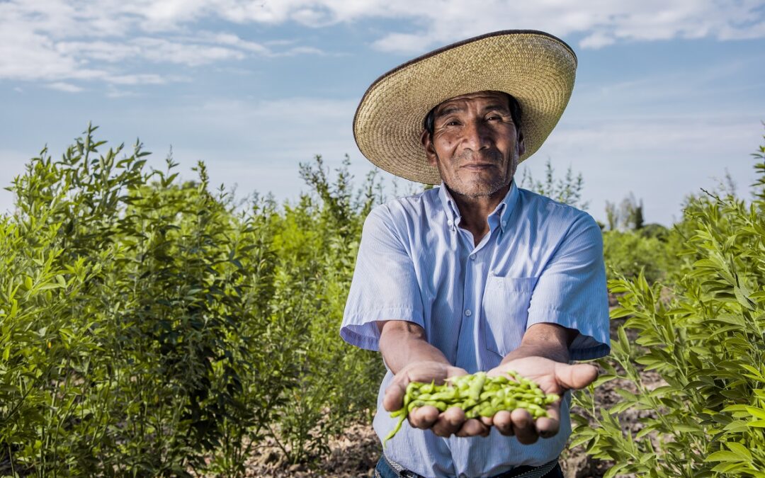 Lambayeque: productores vendieron más de 40 toneladas de frijol de palo durante la cuarentena